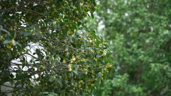 正片,配音,知识,树木,植物,森林,全景