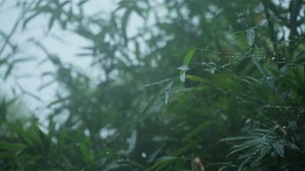 配音,植物,树木,全景