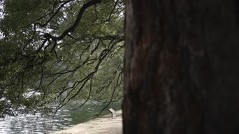 旅拍风景,大自然,美景,树木,植物,全景