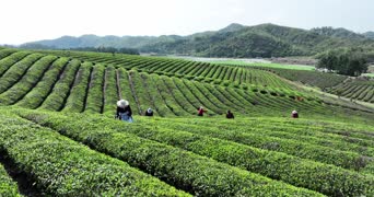 旅拍风景,大自然,美景,树木,植物,全景