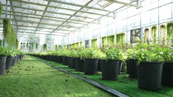 乡村生活,植物,花,美景,动画漫画,植物