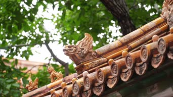 美景,记录,大叔,大自然,植物,树木,全景
