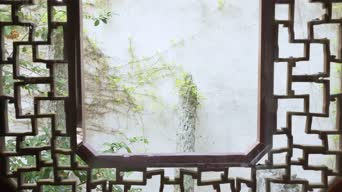 配音,知识,树木,植物,全景