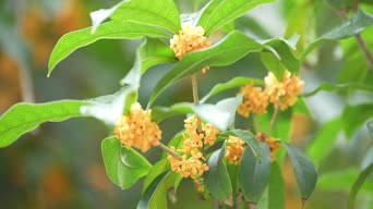 乡村生活,美景,赏花,食物,树木,植物,全景