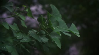 大自然,美景,植物,树木,全景