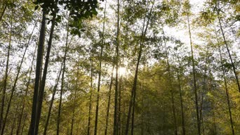 旅拍风景,美景,树木,植物,全景