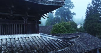 旅拍风景,配音,知识,树木,植物,全景