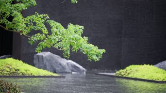 旅拍风景,配音,知识,植物,树木,全景