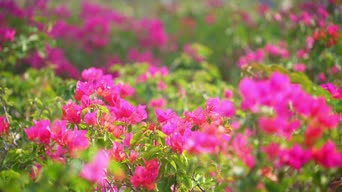 配音,照片,知识,育儿,花,植物,树木,全景