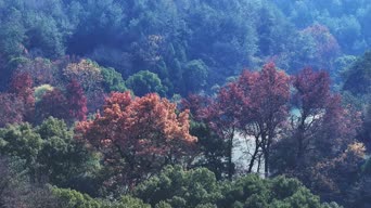 旅拍风景,配音,知识,树木,植物,全景