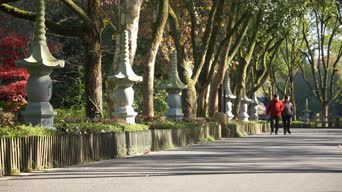 旅拍风景,少年,美景,树木,植物,全景