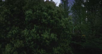 旅拍风景,城市,美景,树木,植物,高楼,公寓,城市,全景