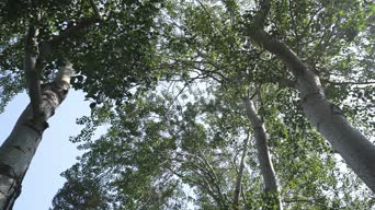 乡村生活,配音,树木,植物,全景
