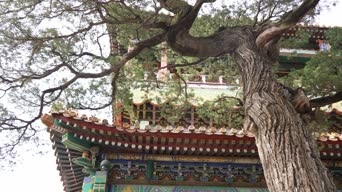 旅拍风景,配音,树木,植物,全景,牛街礼拜寺