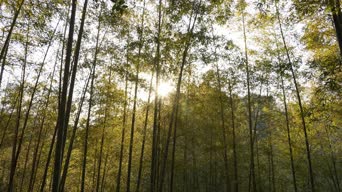 旅拍风景,配音,树木,植物,全景