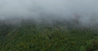 旅拍风景,配音,美景,树木,森林,全景