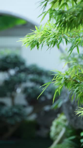 美景,大自然,植物,树木,全景