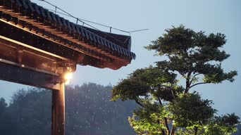 旅拍风景,美景,大自然,记录,树木,植物,全景