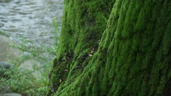 配音,植物,树木,全景