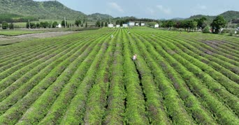乡村生活,大自然,农村,旅拍,美景,植物,树木,全景