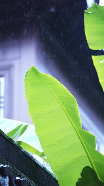 歌曲演唱,钢琴,植物,全景