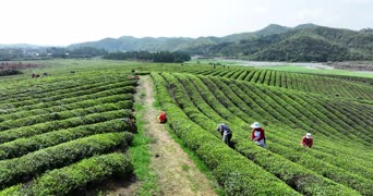 乡村生活,配音,知识,树木,全景