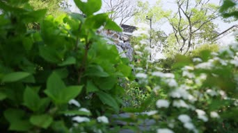 旅拍风景,配音,知识,植物,树木,全景