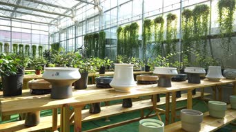 配音,家具,桌子,植物,全景