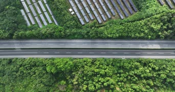 旅拍风景,萌宠,歌曲演唱,植物,植物,树木,全景