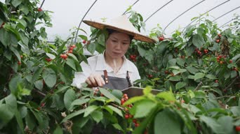 乡村生活,带货,蔬菜,果园,植物,花,树木,全景
