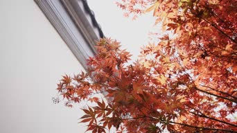旅拍风景,配音,知识,树木,植物,全景