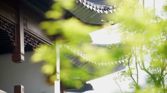 配音,知识,植物,树木,全景
