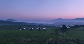 旅拍风景,美景,大自然,旅拍,树木,植物,伞,全景