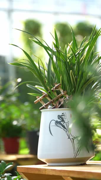生活日常,配音,家具,植物,树木,花,全景