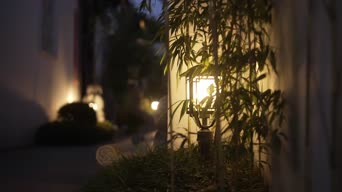 配音,树木,植物,全景