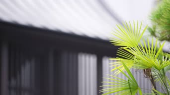 生活日常,神器,居家好物,家居好物,植物,树木,全景
