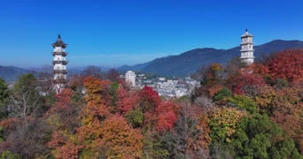 旅拍风景,配音,知识,树木,植物,全景