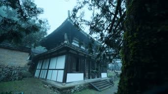 旅拍风景,配音,知识,树木,植物,全景