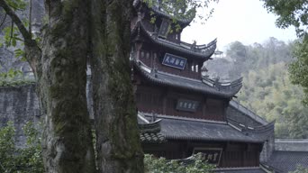 旅拍风景,美景,记录,大自然,树木,植物,全景