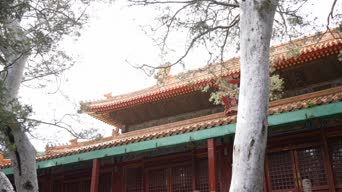 旅拍风景,美景,大自然,树木,植物,全景
