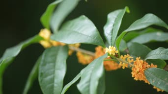 乡村生活,植物,美景,花,大自然,植物,树木,全景