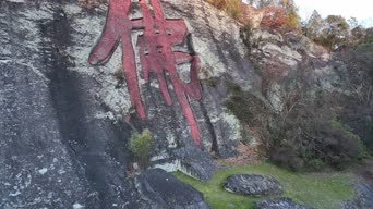 旅拍风景,配音,知识,树木,植物,全景