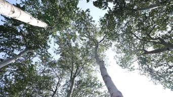 旅拍风景,配音,树木,植物,全景