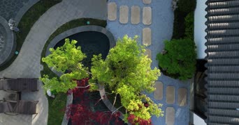 旅拍风景,配音,知识,植物,树木,全景