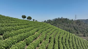 旅拍风景,大自然,旅拍,美景,植物,树木,全景