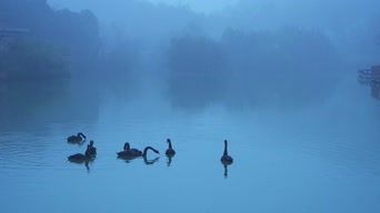 萌宠,神曲,大海,湖泊,全景