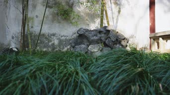 配音,植物,树木,全景