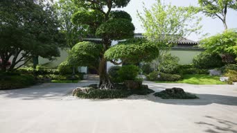 旅拍风景,大自然,美景,树木,植物,全景
