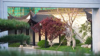 旅拍风景,配音,知识,树木,植物,全景