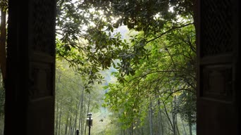 旅拍风景,配音,知识,树木,植物,全景